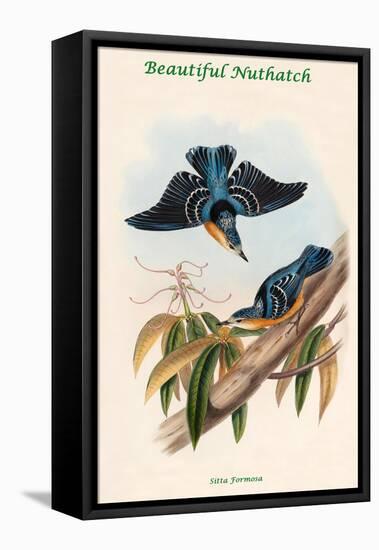 Sitta Formosa - Beautiful Nuthatch-John Gould-Framed Stretched Canvas