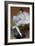 Sitting Ballet Dancer, 1890-Pierre Carrier-belleuse-Framed Giclee Print