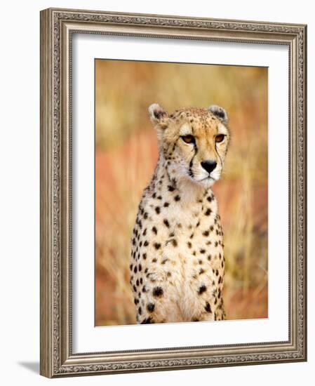 Sitting Cheetah at Africa Project, Namibia-Joe Restuccia III-Framed Photographic Print