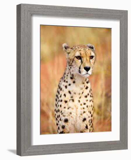 Sitting Cheetah at Africa Project, Namibia-Joe Restuccia III-Framed Photographic Print