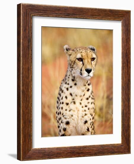 Sitting Cheetah at Africa Project, Namibia-Joe Restuccia III-Framed Photographic Print