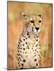 Sitting Cheetah at Africa Project, Namibia-Joe Restuccia III-Mounted Photographic Print
