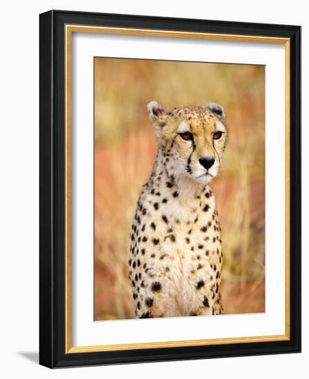 Sitting Cheetah at Africa Project, Namibia-Joe Restuccia III-Framed Photographic Print