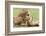 Sitting Lioness Snarling at Reclining Cub, Ngorongoro, Tanzania-James Heupel-Framed Photographic Print