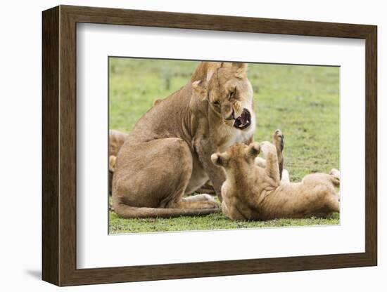 Sitting Lioness Snarling at Reclining Cub, Ngorongoro, Tanzania-James Heupel-Framed Photographic Print