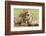 Sitting Lioness Snarling at Reclining Cub, Ngorongoro, Tanzania-James Heupel-Framed Photographic Print