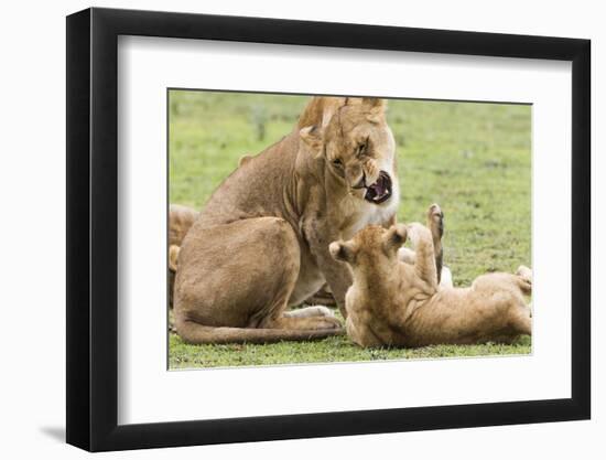 Sitting Lioness Snarling at Reclining Cub, Ngorongoro, Tanzania-James Heupel-Framed Photographic Print