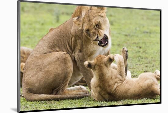 Sitting Lioness Snarling at Reclining Cub, Ngorongoro, Tanzania-James Heupel-Mounted Photographic Print