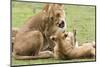 Sitting Lioness Snarling at Reclining Cub, Ngorongoro, Tanzania-James Heupel-Mounted Photographic Print