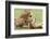 Sitting Lioness Snarling at Reclining Cub, Ngorongoro, Tanzania-James Heupel-Framed Photographic Print