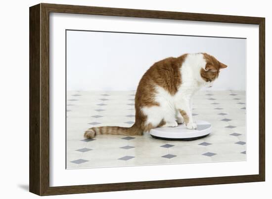 Sitting on Bathroom Scales-null-Framed Photographic Print