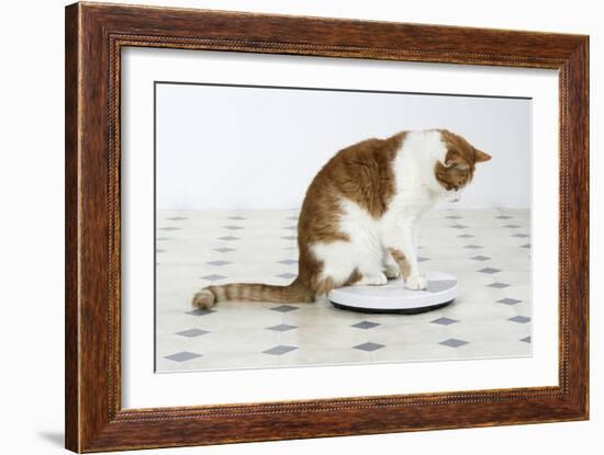 Sitting on Bathroom Scales-null-Framed Photographic Print