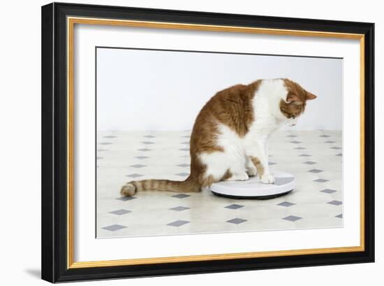 Sitting on Bathroom Scales-null-Framed Photographic Print