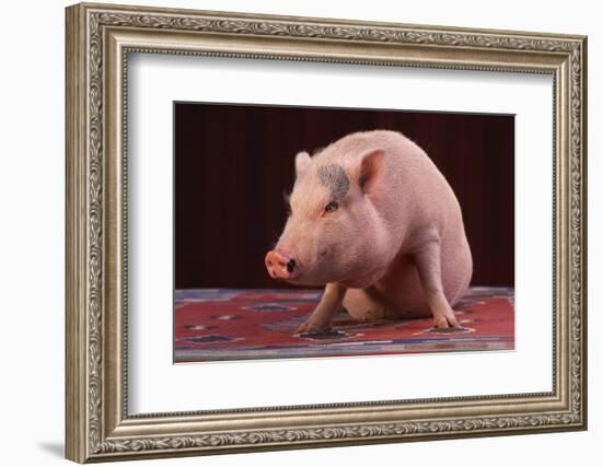 Sitting Pot-Bellied Pig-DLILLC-Framed Photographic Print