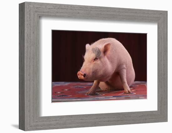 Sitting Pot-Bellied Pig-DLILLC-Framed Photographic Print