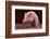 Sitting Pot-Bellied Pig-DLILLC-Framed Photographic Print