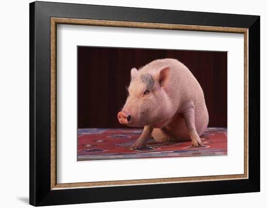 Sitting Pot-Bellied Pig-DLILLC-Framed Photographic Print