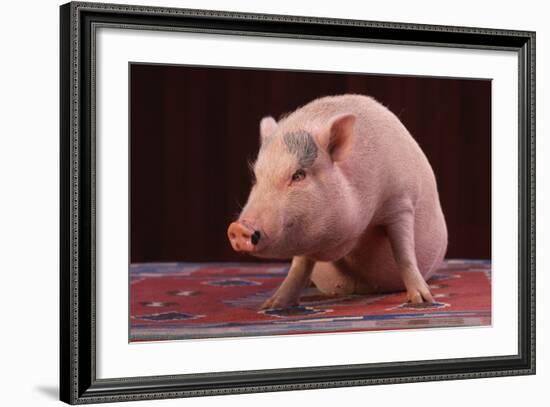 Sitting Pot-Bellied Pig-DLILLC-Framed Photographic Print