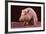 Sitting Pot-Bellied Pig-DLILLC-Framed Photographic Print