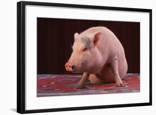 Sitting Pot-Bellied Pig-DLILLC-Framed Photographic Print