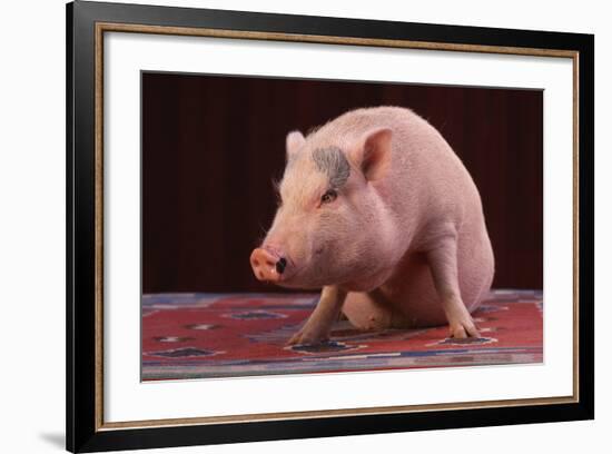 Sitting Pot-Bellied Pig-DLILLC-Framed Photographic Print