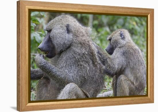 Sitting Yellow Baboon Grooms the Back of an Adult, Arusha NP, Tanzania-James Heupel-Framed Premier Image Canvas