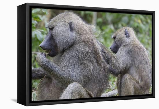Sitting Yellow Baboon Grooms the Back of an Adult, Arusha NP, Tanzania-James Heupel-Framed Premier Image Canvas