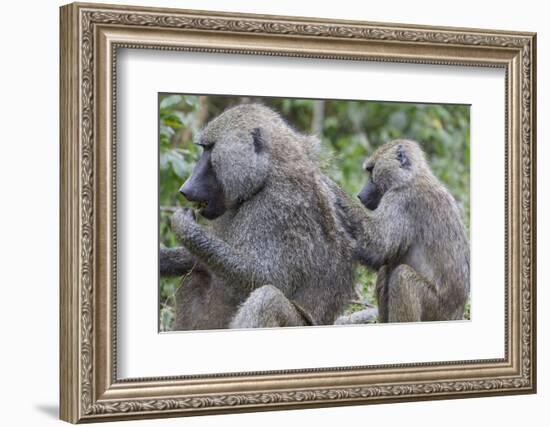 Sitting Yellow Baboon Grooms the Back of an Adult, Arusha NP, Tanzania-James Heupel-Framed Photographic Print