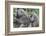 Sitting Yellow Baboon Grooms the Back of an Adult, Arusha NP, Tanzania-James Heupel-Framed Photographic Print