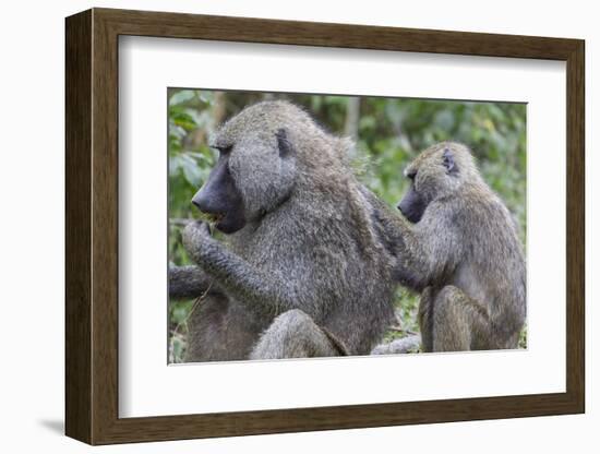 Sitting Yellow Baboon Grooms the Back of an Adult, Arusha NP, Tanzania-James Heupel-Framed Photographic Print