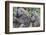 Sitting Yellow Baboon Grooms the Back of an Adult, Arusha NP, Tanzania-James Heupel-Framed Photographic Print