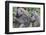 Sitting Yellow Baboon Grooms the Back of an Adult, Arusha NP, Tanzania-James Heupel-Framed Photographic Print