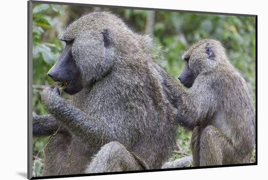 Sitting Yellow Baboon Grooms the Back of an Adult, Arusha NP, Tanzania-James Heupel-Mounted Photographic Print