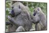 Sitting Yellow Baboon Grooms the Back of an Adult, Arusha NP, Tanzania-James Heupel-Mounted Photographic Print