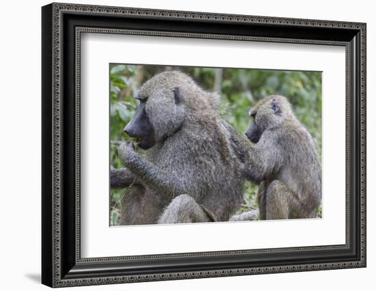 Sitting Yellow Baboon Grooms the Back of an Adult, Arusha NP, Tanzania-James Heupel-Framed Photographic Print