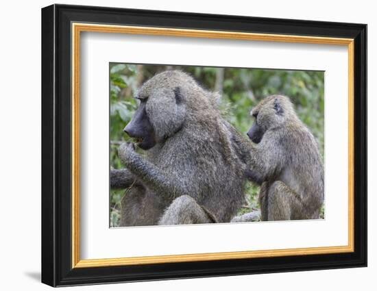 Sitting Yellow Baboon Grooms the Back of an Adult, Arusha NP, Tanzania-James Heupel-Framed Photographic Print