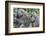 Sitting Yellow Baboon Grooms the Back of an Adult, Arusha NP, Tanzania-James Heupel-Framed Photographic Print