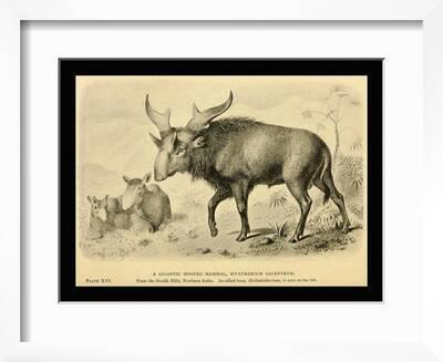 Sivatherium Giganteum' Art Print - Joseph Smit Sivatherium Giganteum' Art Print - Joseph Smit