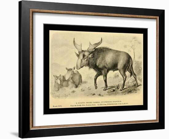 Sivatherium Giganteum-Joseph Smit-Framed Art Print