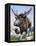 Sivatherium-null-Framed Premier Image Canvas