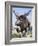 Sivatherium-null-Framed Photographic Print