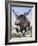 Sivatherium-null-Framed Photographic Print