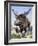 Sivatherium-null-Framed Photographic Print