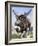 Sivatherium-null-Framed Photographic Print