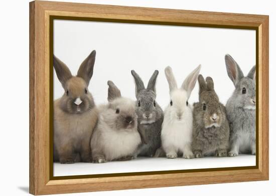 Six Baby Rabbits in Line-Mark Taylor-Framed Premier Image Canvas