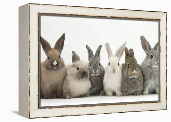 Six Baby Rabbits in Line-Mark Taylor-Framed Premier Image Canvas