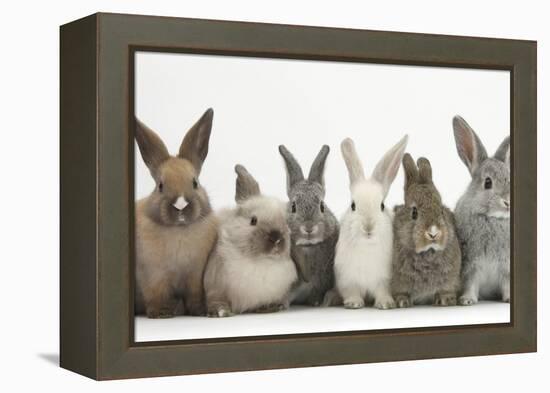 Six Baby Rabbits in Line-Mark Taylor-Framed Premier Image Canvas