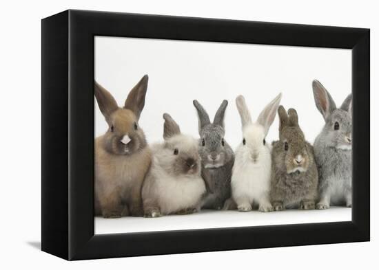 Six Baby Rabbits in Line-Mark Taylor-Framed Premier Image Canvas