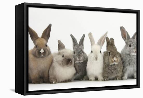 Six Baby Rabbits in Line-Mark Taylor-Framed Premier Image Canvas