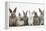 Six Baby Rabbits in Line-Mark Taylor-Framed Premier Image Canvas